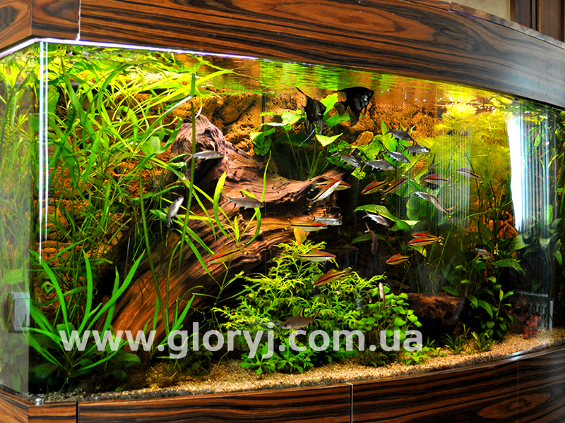 Акваріум в особистому кабінеті